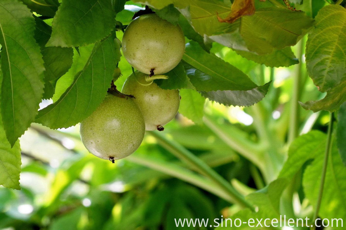 olea europaea olea europaea